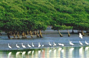 Shenzhen Mangrove Nature Reserve